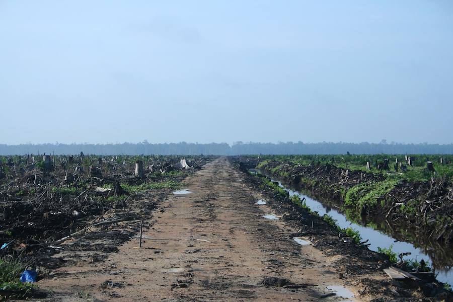 Olio palmondo landaketa Indonesian.