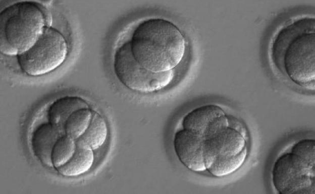Logran eliminar enfermedades genéticas en embriones humanos