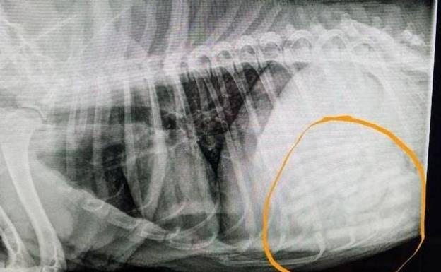 Extrae 21 chupetes del estómago de un perro
