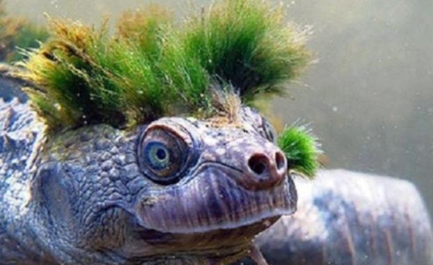 La 'tortuga punk', en peligro de extinción