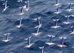 Calamares volando. / Kouta Muramatsu (Afp)/