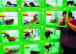 Protectoras de animales piden prohibir la exhibición de mascotas en escaparates