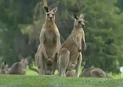 Invasión de canguros durante un campeonato de golf
