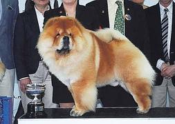 Un chow chow fue el can ganador