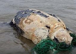 Aparece una tortuga de más de 200 kilos en la playa de Hendaya