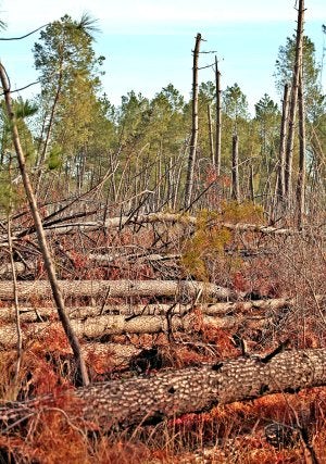 'Zona cero'. El ciclón 'Klaus' derribó 40 millones de m3 de pinos. Dos tercios aún están sin recoger. .::
REPORTAJE GRÁFICO: LOBO ALTUNA
Almacén gigante. Dieciocho almacenes de madera fueron habilitados en Las Landas para depositar los millones de troncos recogidos del bosque. En la imagen, el depósito de Commensacq./
