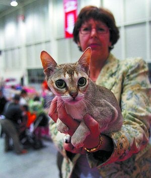 Lindo gatito. Felino ganador de una edición anterior. ::
F. DE LA HERA/