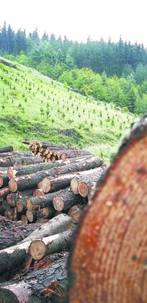 Plantaciones, bosques y madera cortada, tres fases del ciclo de la producción forestal./