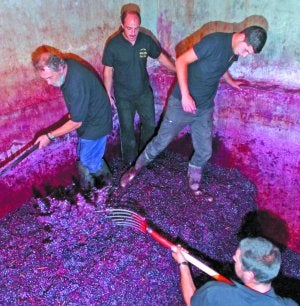 Los operarios pisando la uva, que ocupa la mitad izquierda del lago./