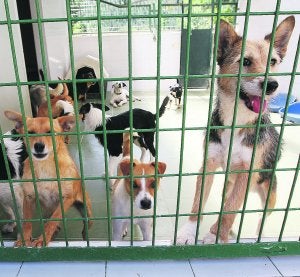 Mascotas abandonadas y recogidas en la Protectora de Animales y Plantas de Gipuzkoa./