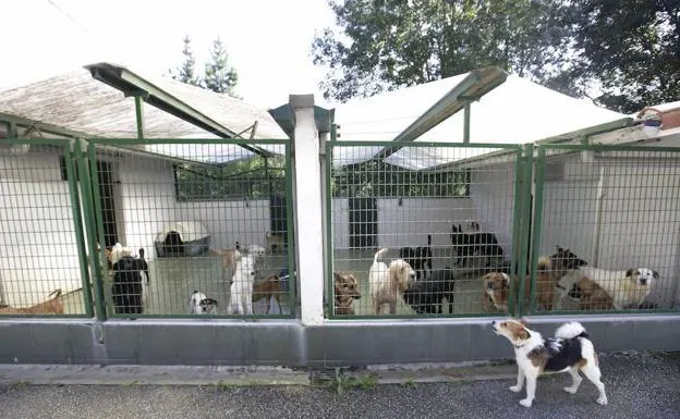 Hueso Casarse Sierra La Audiencia Provincial de Gipuzkoa anula la absolución a dos veterinarios  de la Protectora de Animales de Gipuzkoa | El Diario Vasco