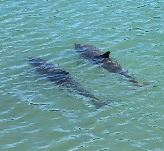 Delfines En El Puerto El Diario Vasco