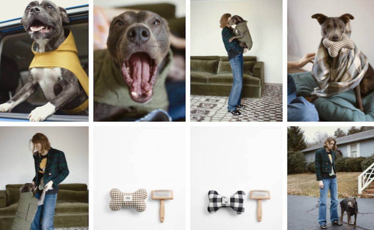 Abrigos, chaquetas y sudaderas para perros: Zara impacta con su nueva  colección canina | El Diario Vasco