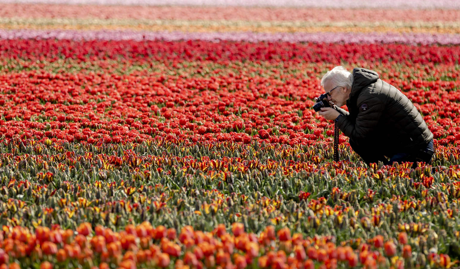 Fotos: Campos de tulipanes en flor en Holanda | El Diario Vasco