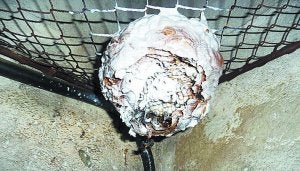 Aparece el segundo nido de avispas asiáticas en Legazpi | El Diario Vasco